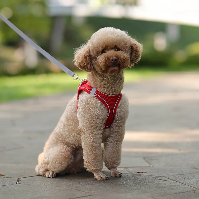 Designový postroj pro psy Doggy™ - více variant